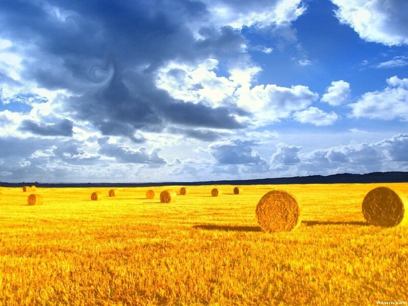 Hay bales in golden field