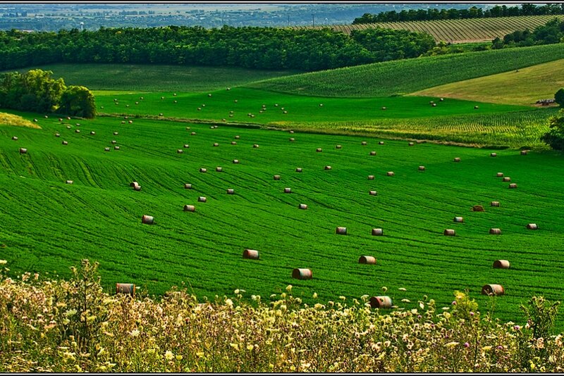Hay Bales in Green Field