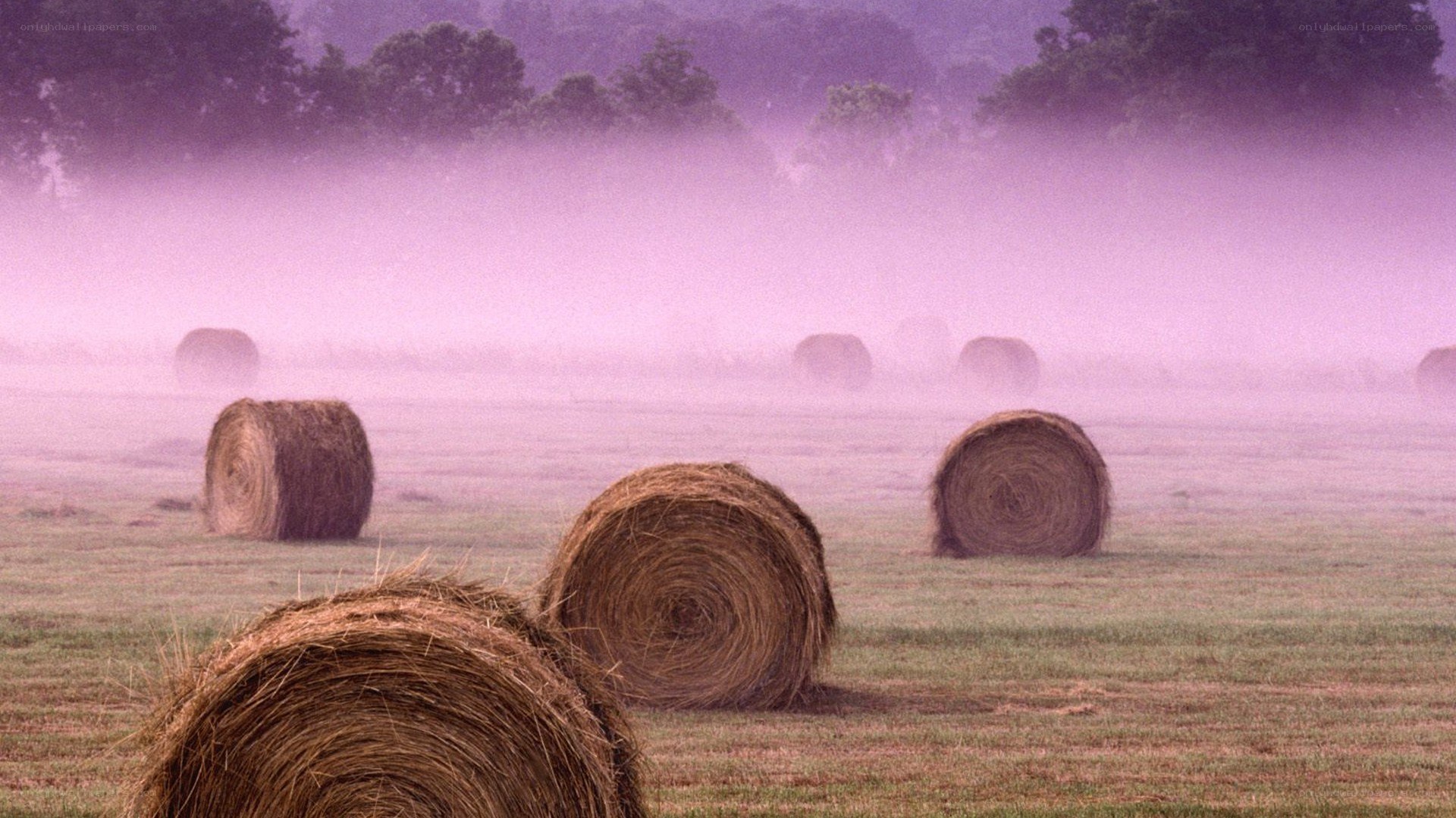 Hay bales in misty field
