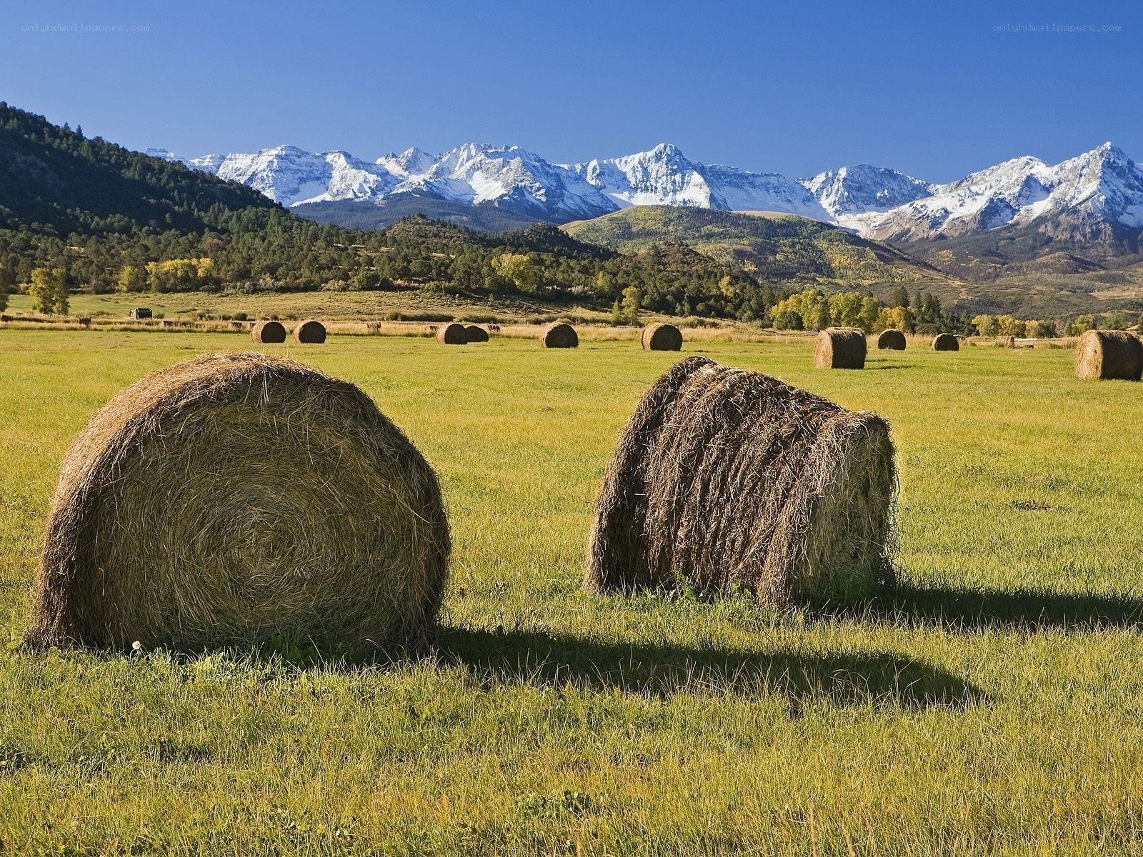 Hay bales in mountain field