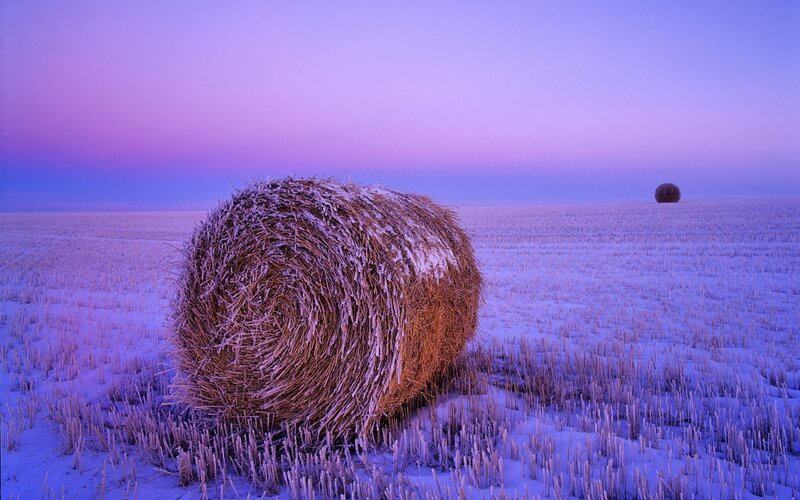 Hay Bales in Snow — Purple, Serene