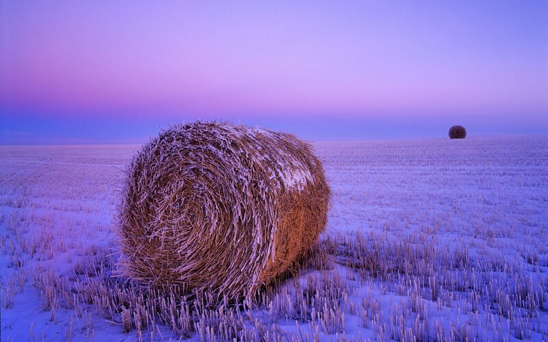 Hay Bales in Snow — Purple