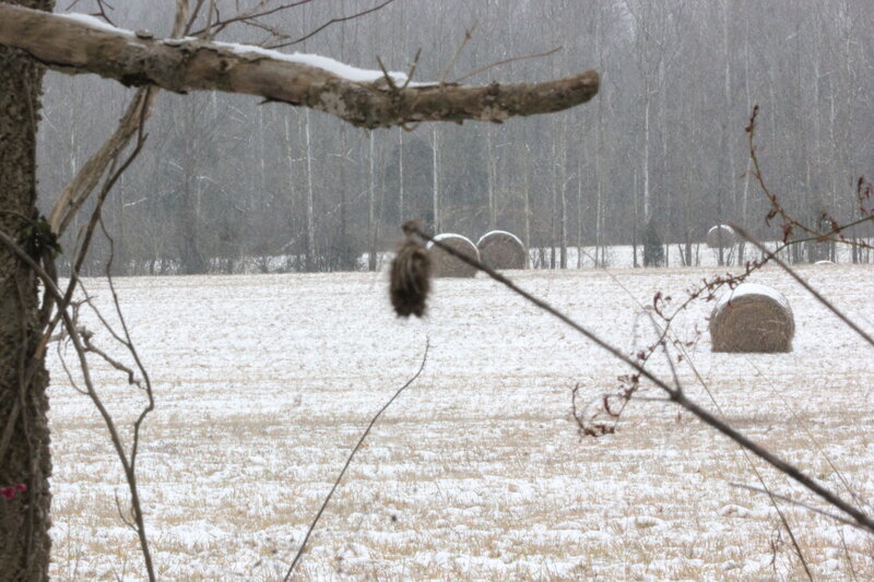 Hay Bales in Snow — White, Calm