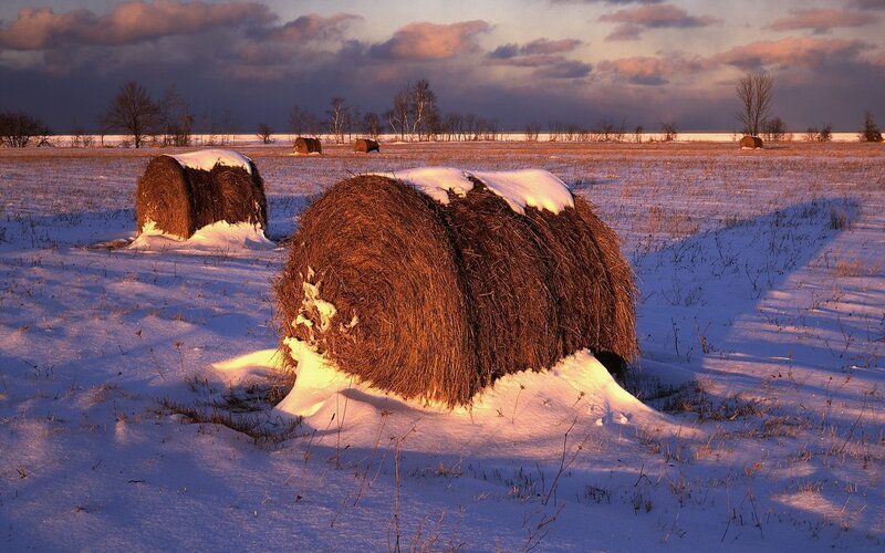 Hay Bales in Snow — White, Serene