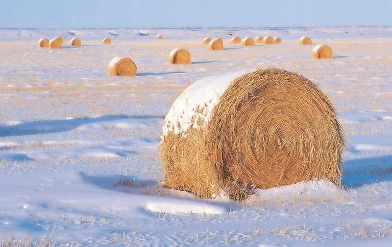 Hay Bales in Snow — White