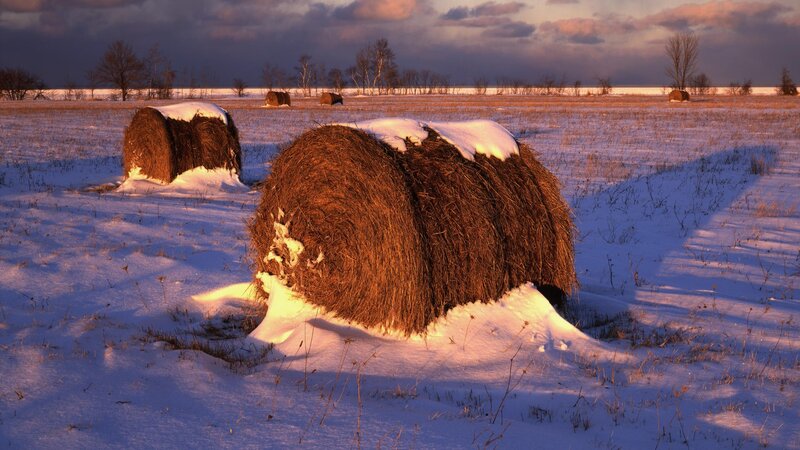 Hay bales in snowy field