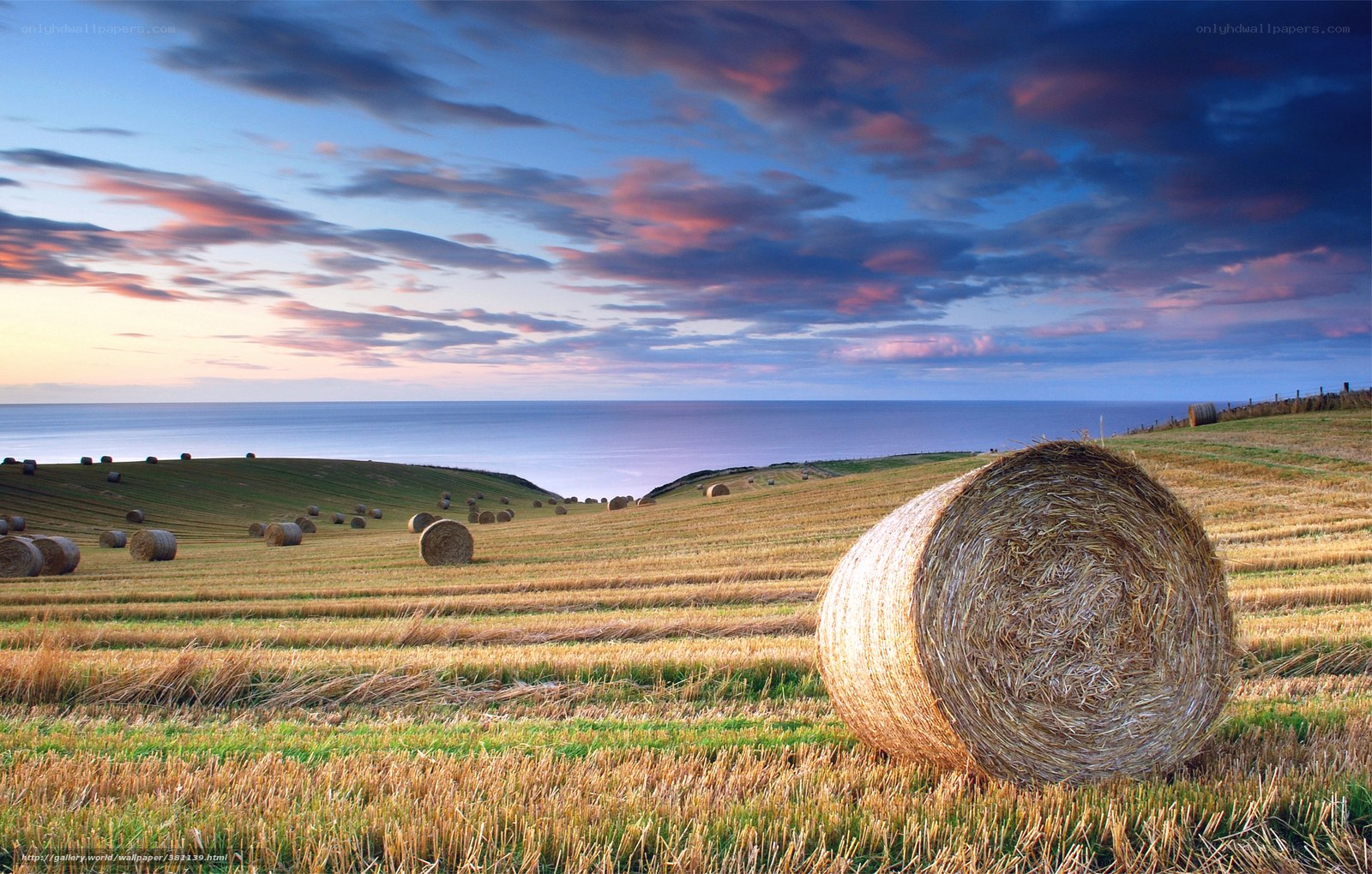 Hay bales on coastal field