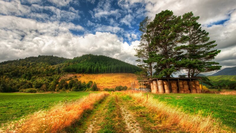 Hay Bales under Tree