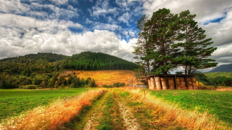 Hay Bales under Trees — Green, Serene, Afternoon, Photograph, Field