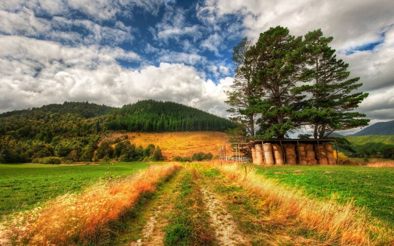 Hay Bales under Trees — Green, Serene