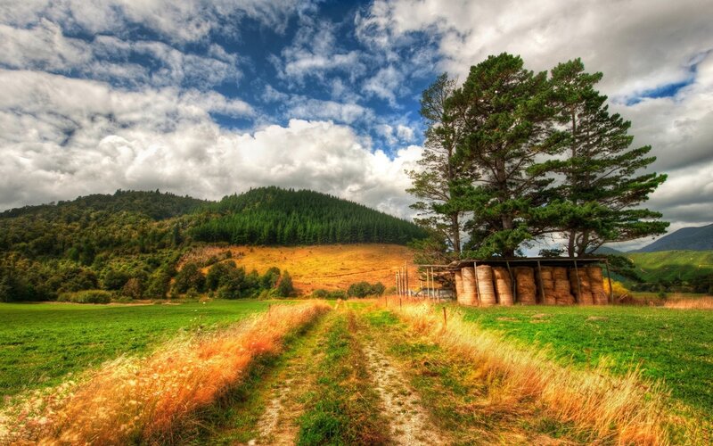 Hay Bales under Trees — Green