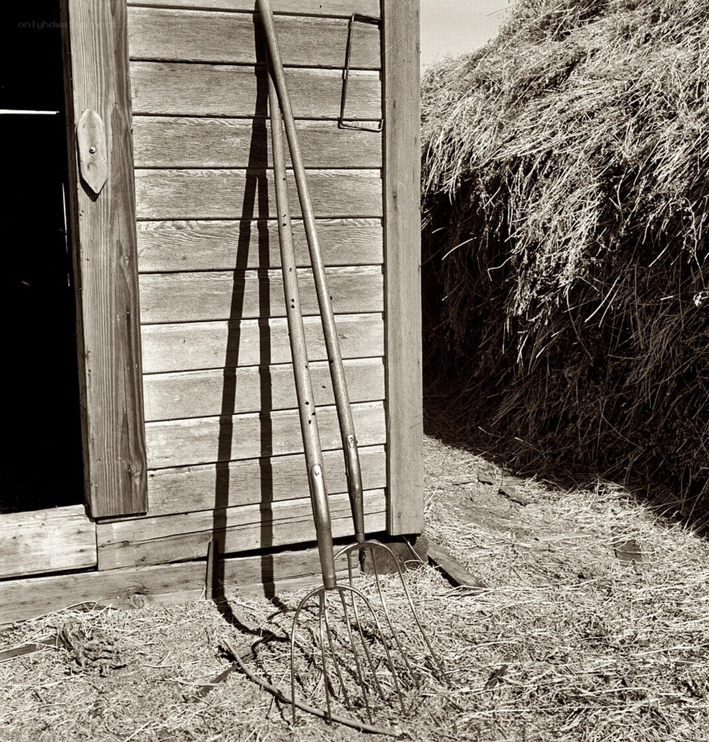 Hayforks by a barn door