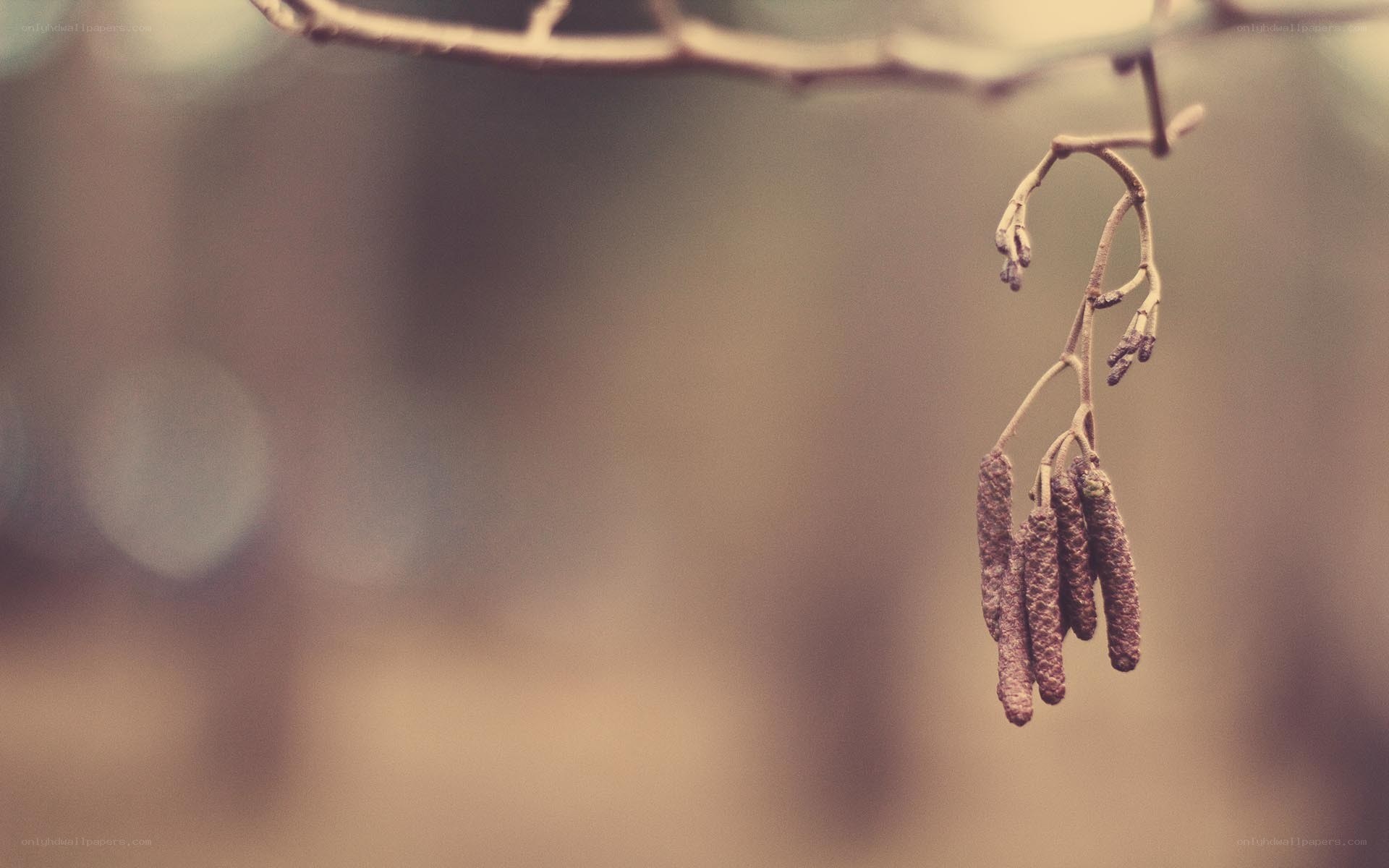 Hazel catkins on a branch