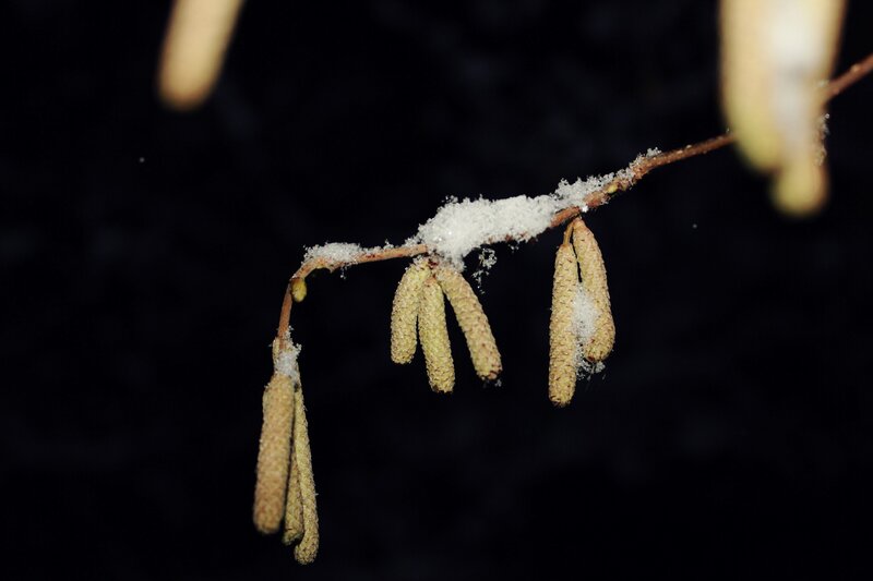 Hazel Catkins on Branch — Brown, Calm