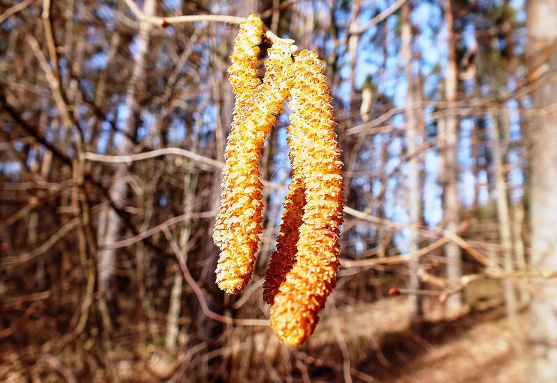 Hazel Catkins on Branch — Brown