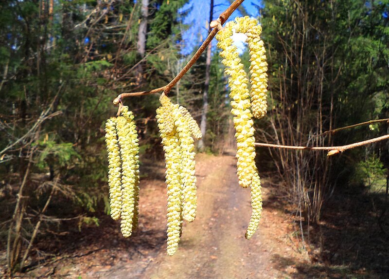 Hazel Catkins on Branch — Green