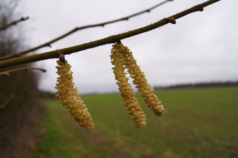 Hazel Catkins on Branch