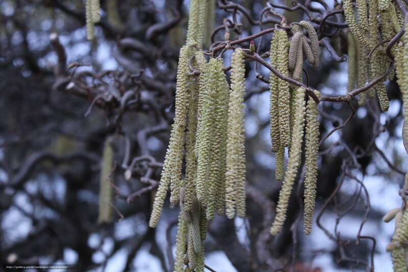 hazel catkins on branches