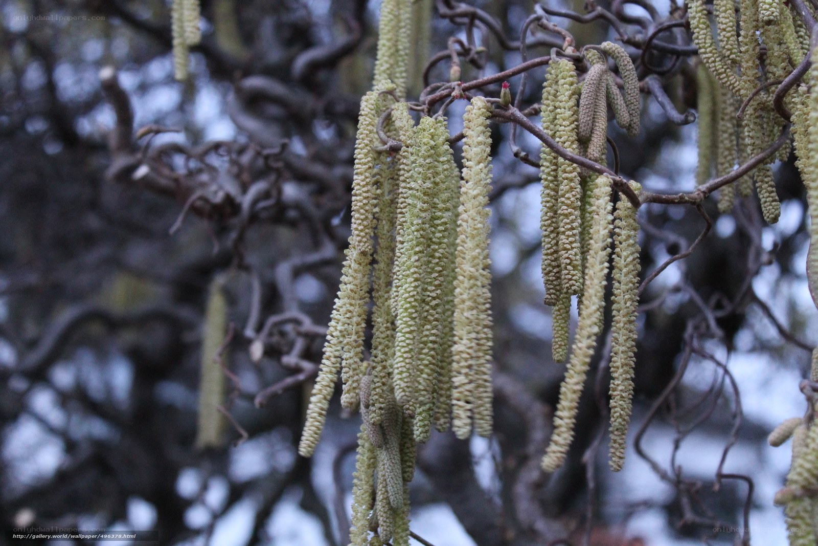 hazel catkins on branches