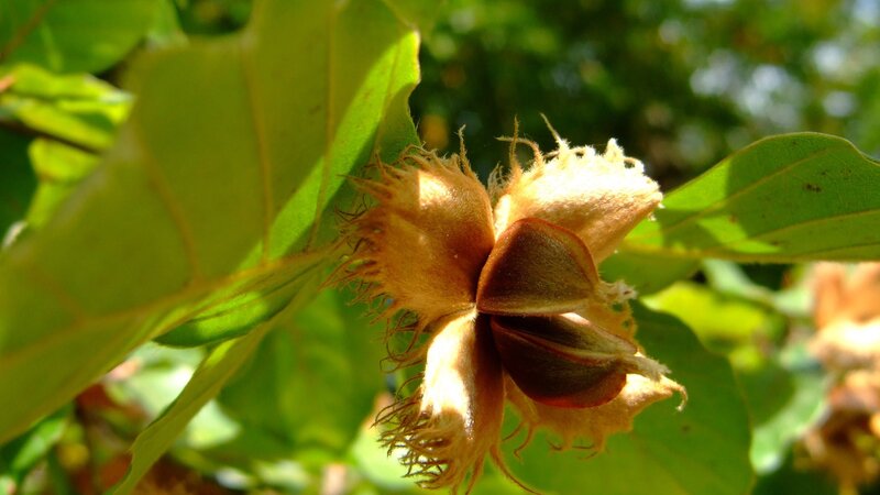 Hazelnut in Husk