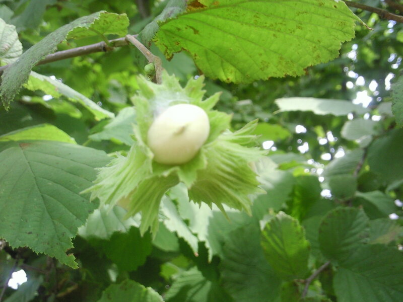 Hazelnut in its husk