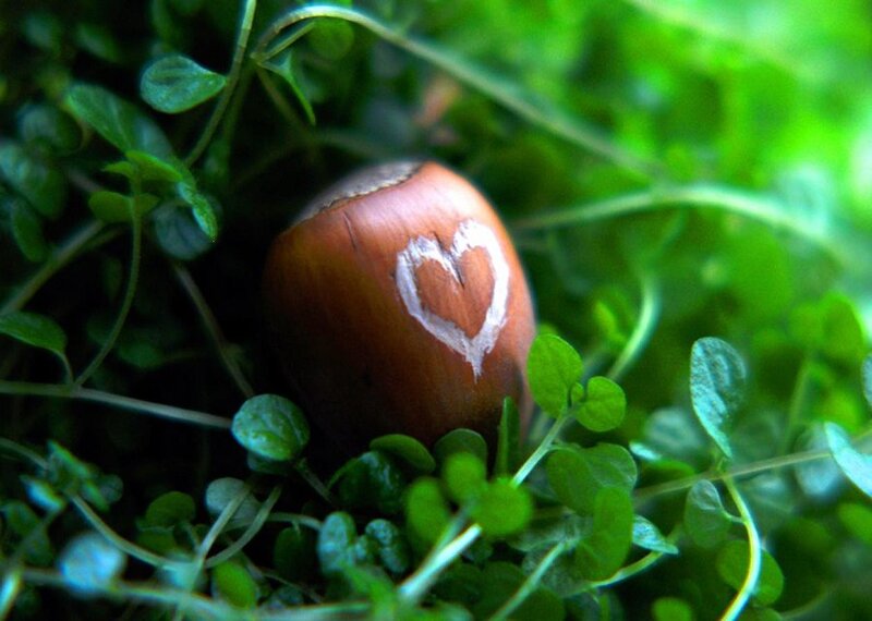 Hazelnut with Heart
