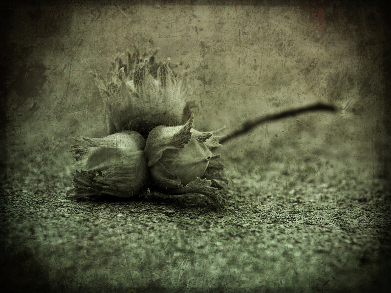 Hazelnuts in Husk