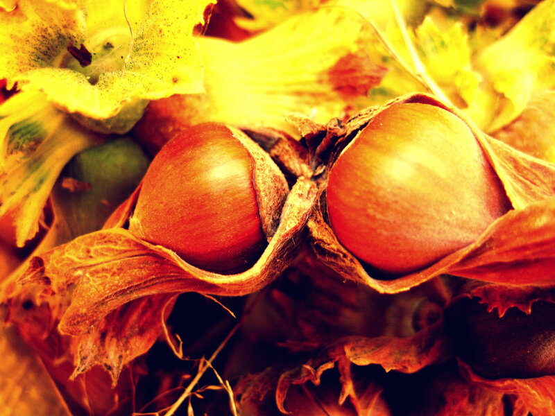 Hazelnuts in Husks