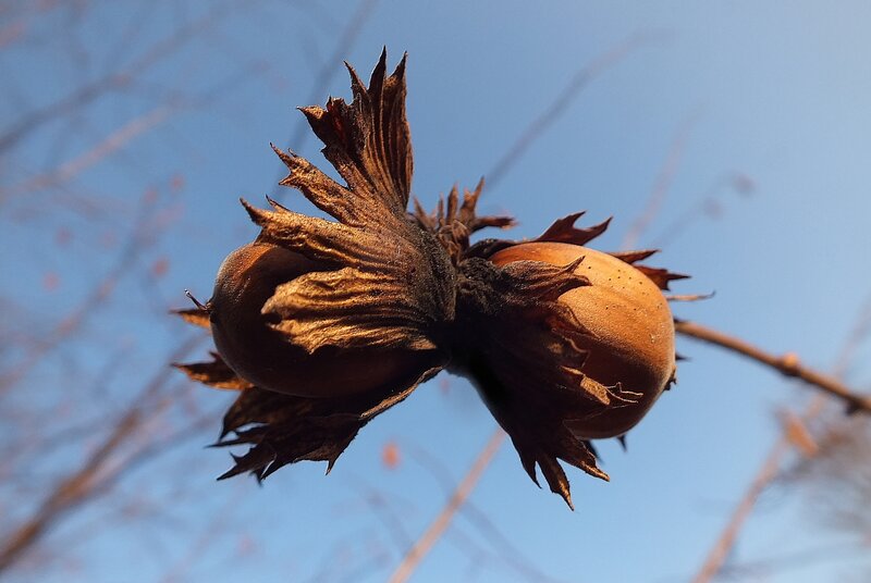 Hazelnuts on Branch