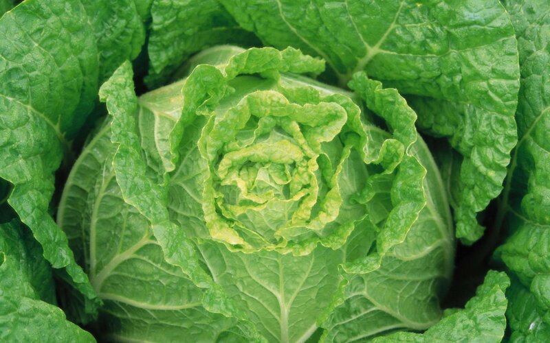 Head of Green Cabbage