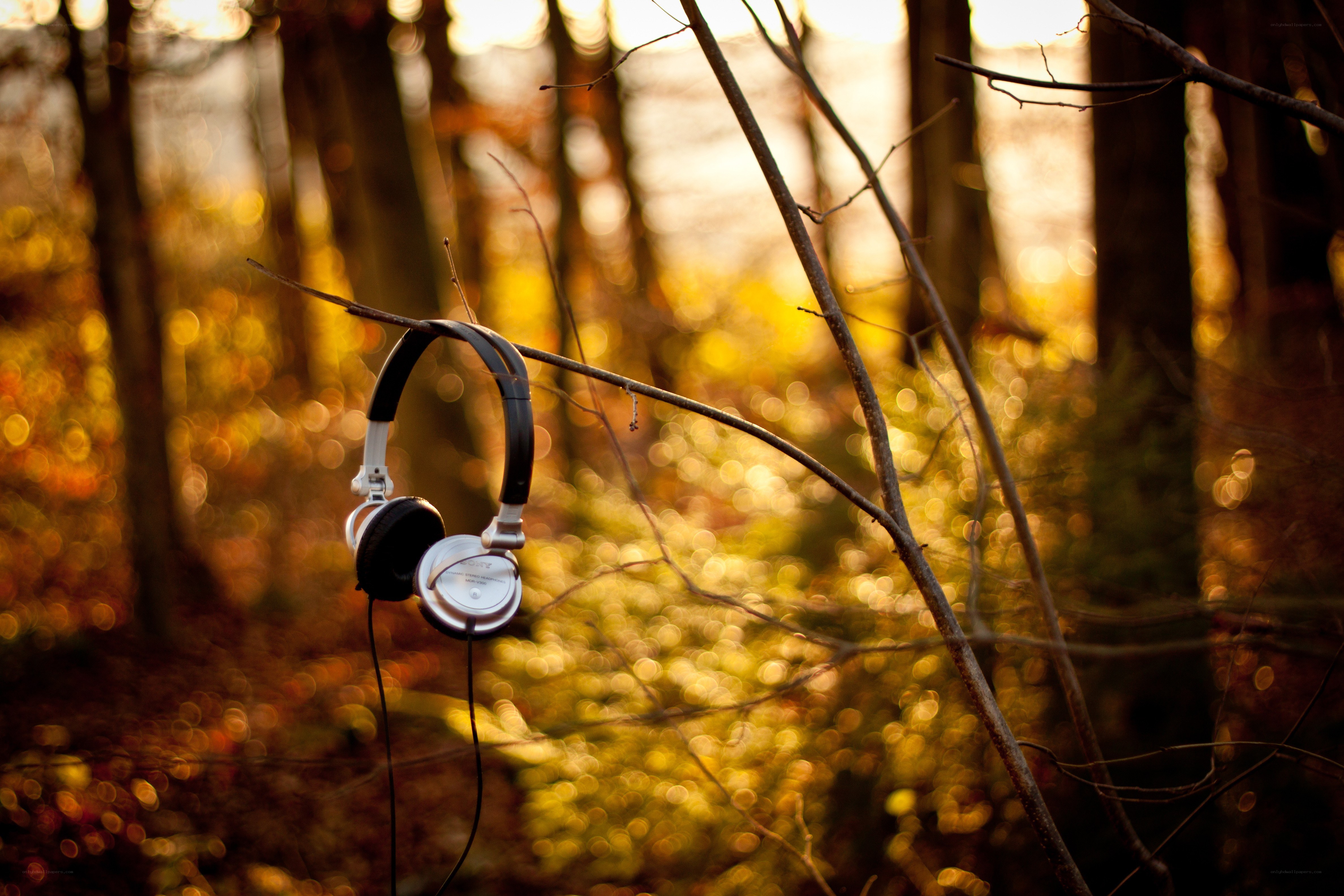 Headphones hanging in a forest