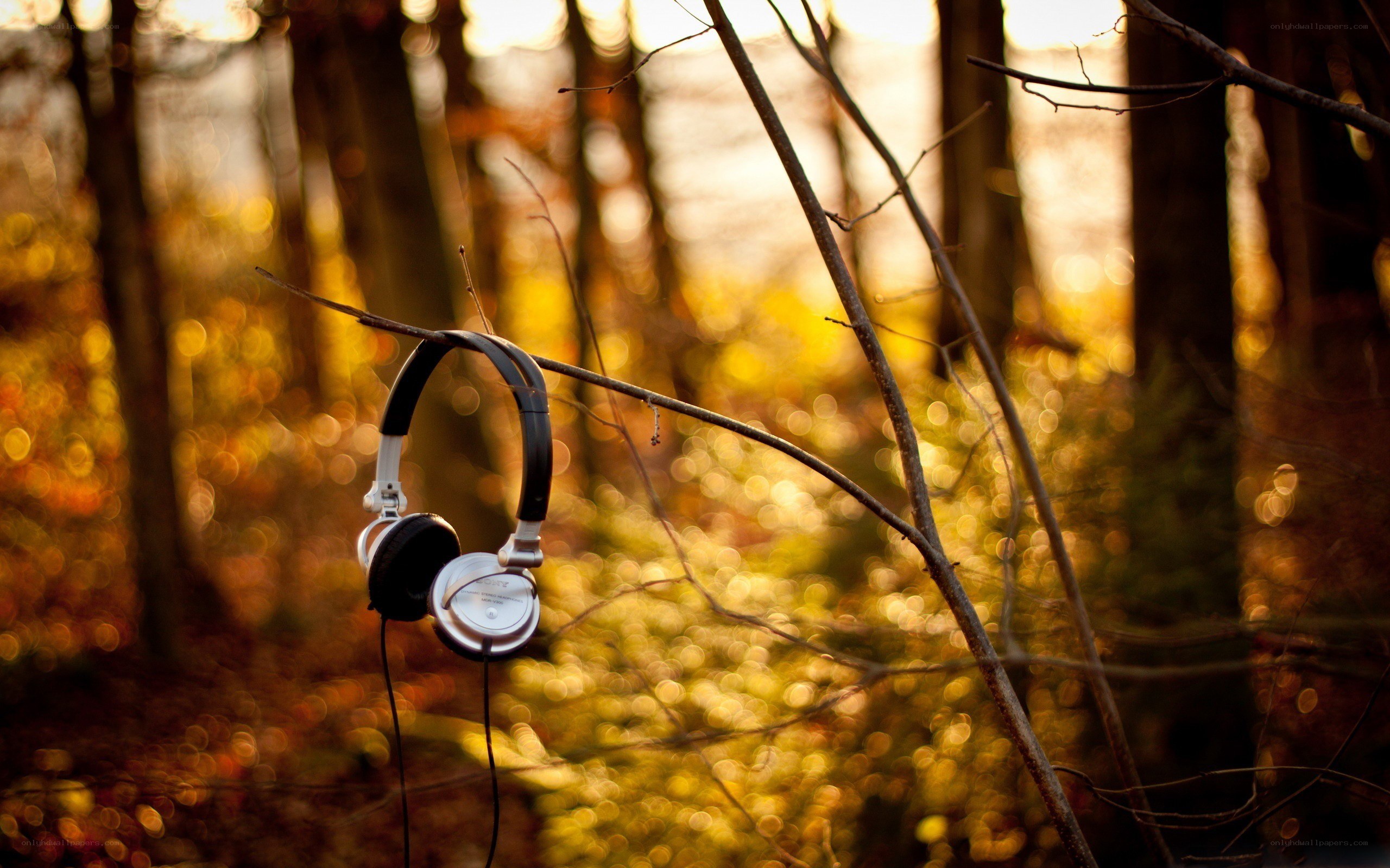 Headphones on a tree branch