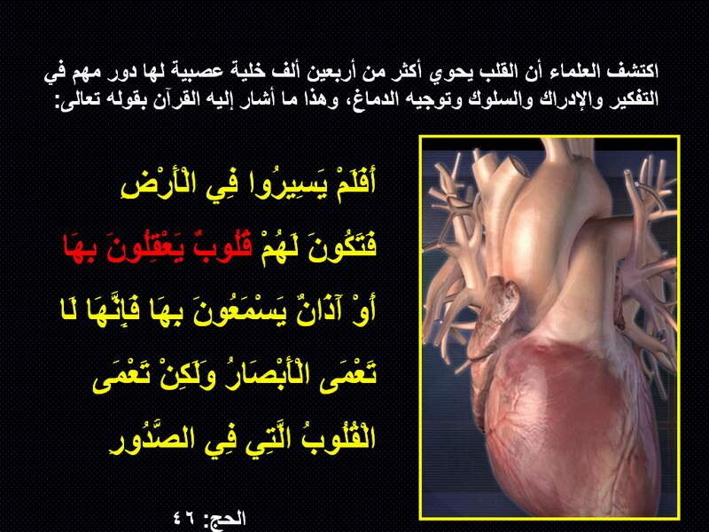 Heart anatomy and function
