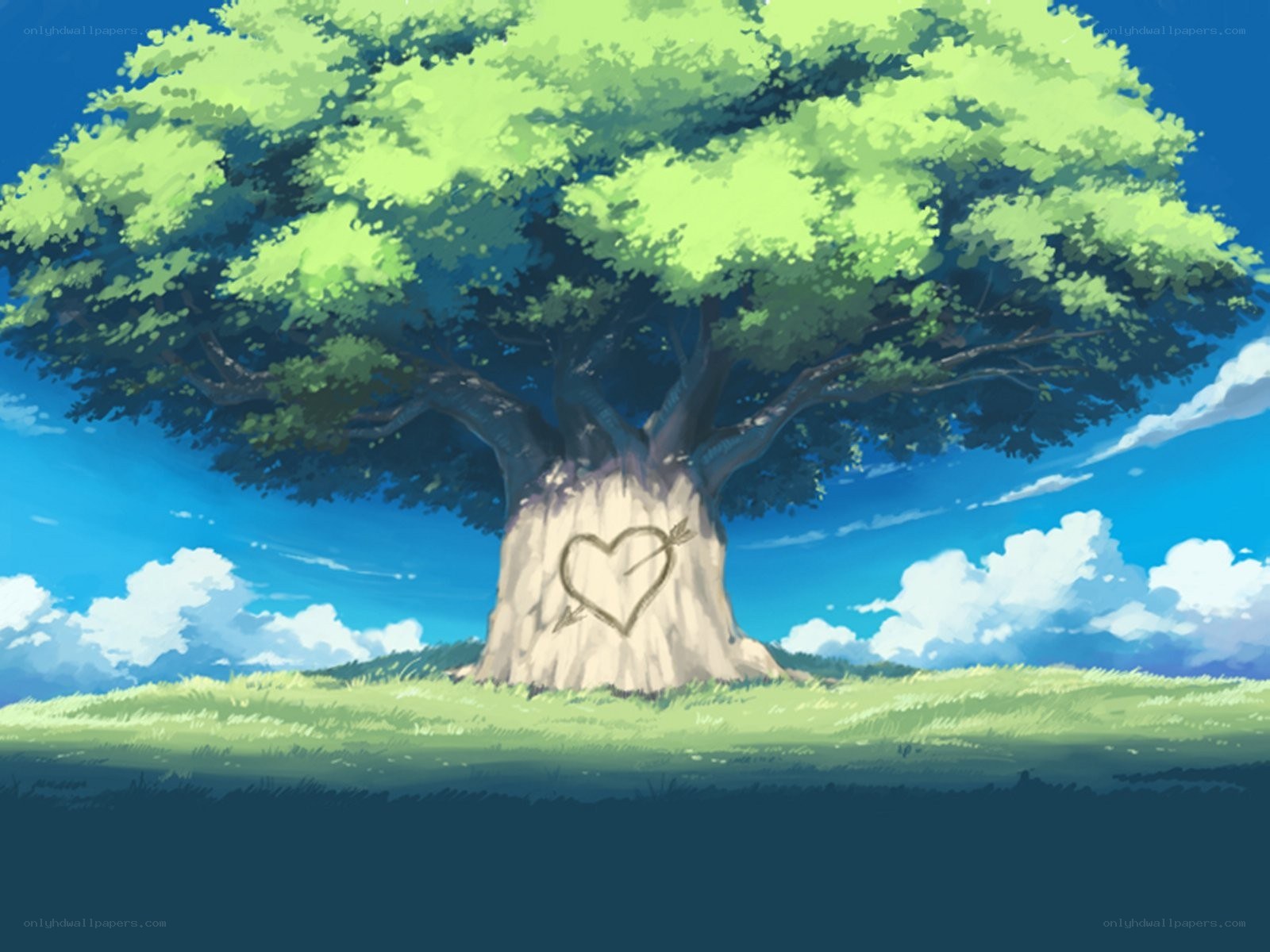 heart carved in tree