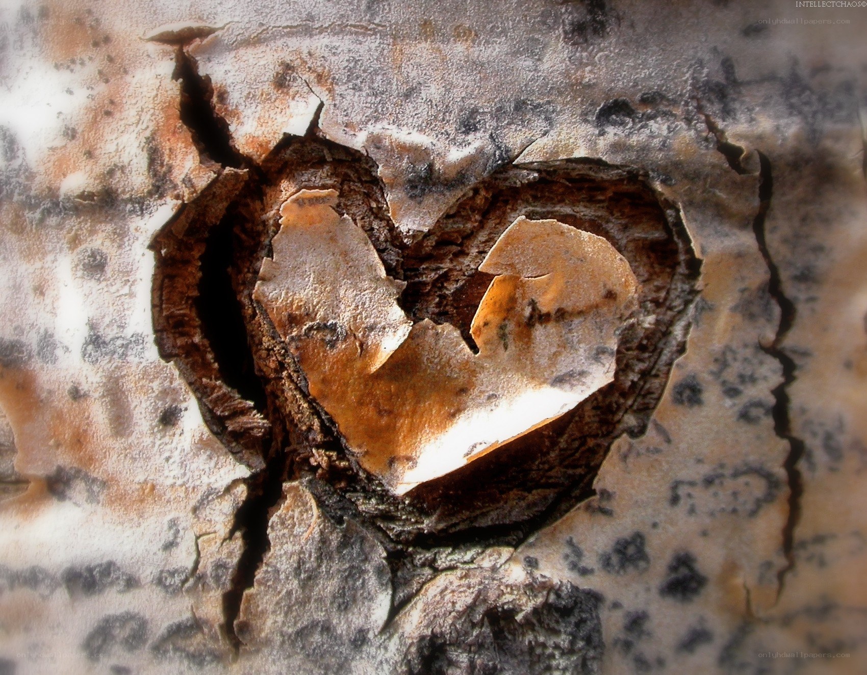 heart carved in tree bark