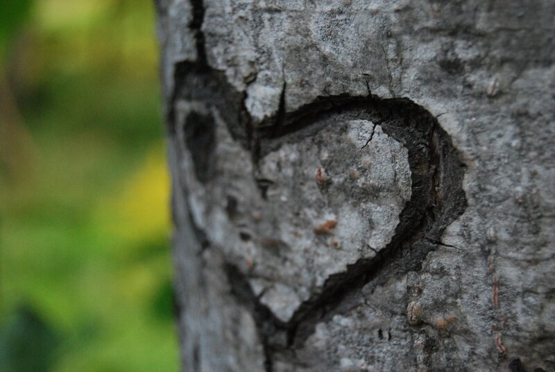 heart carved in tree bark