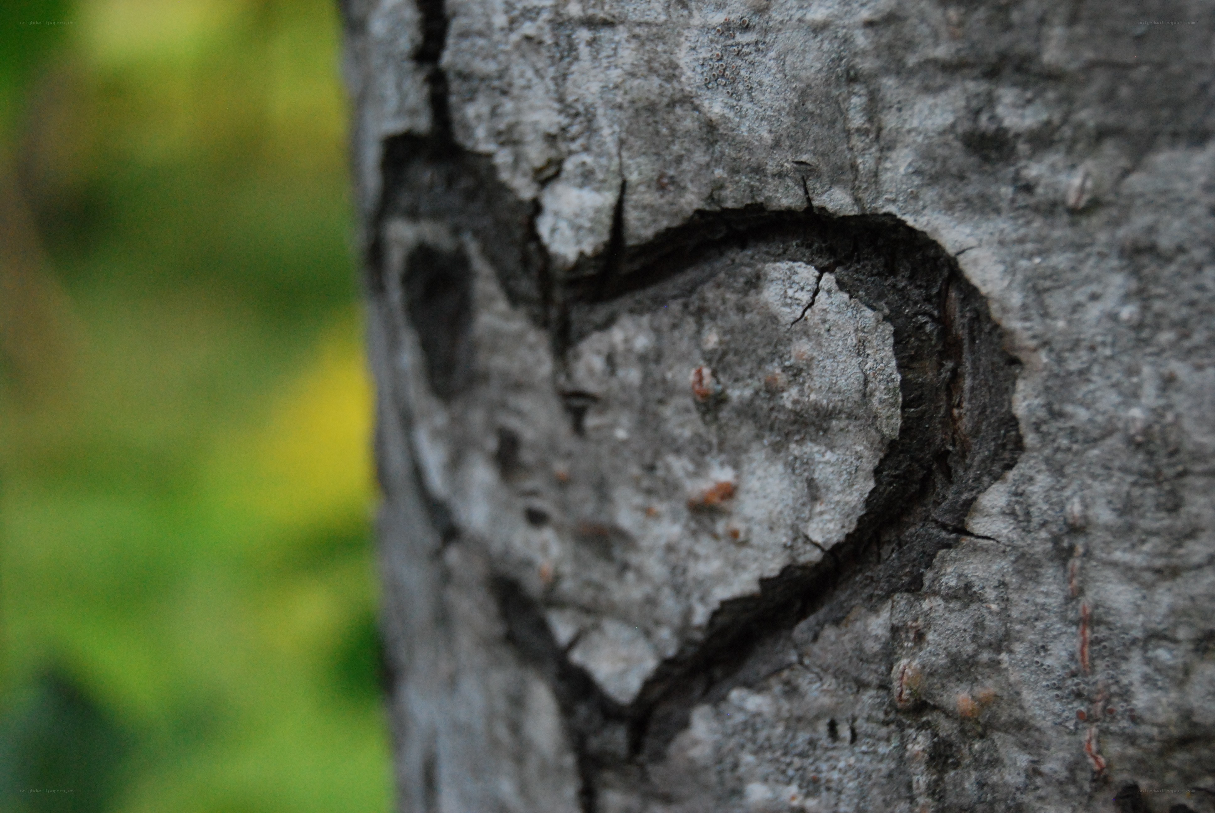 heart carved in tree bark