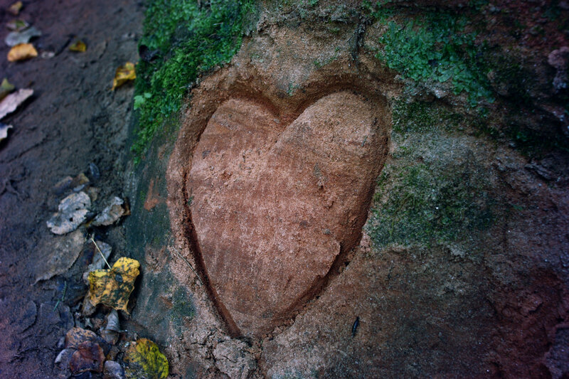 Heart Carved in Tree — Brown