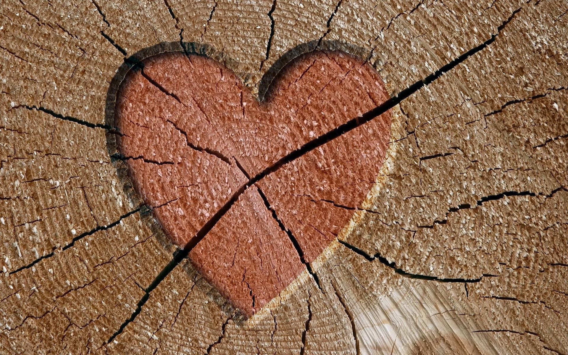heart carved in tree trunk