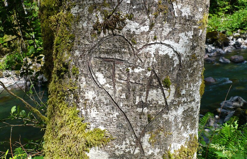 heart carving on tree trunk