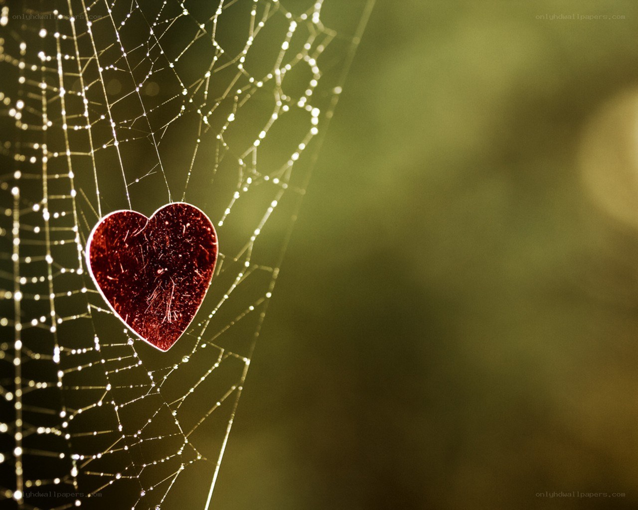 heart on a dewy spider web