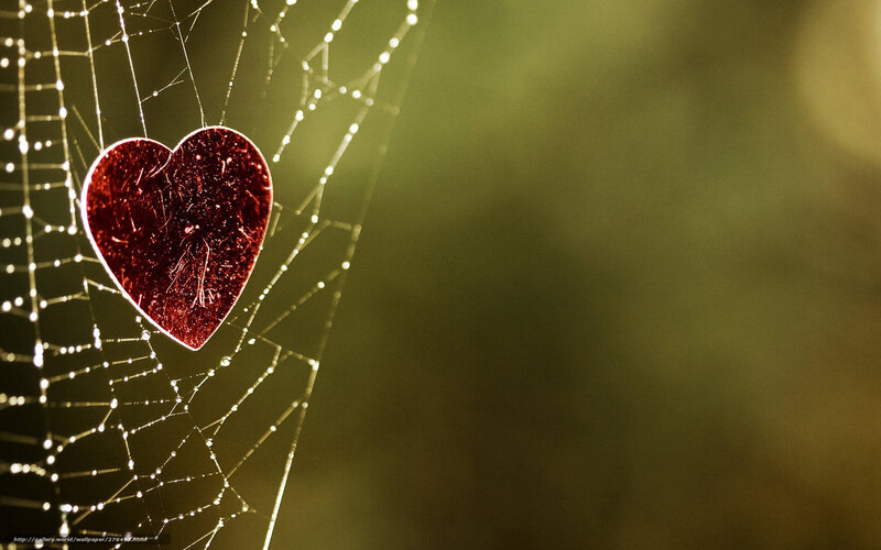 Heart on a dewy spiderweb