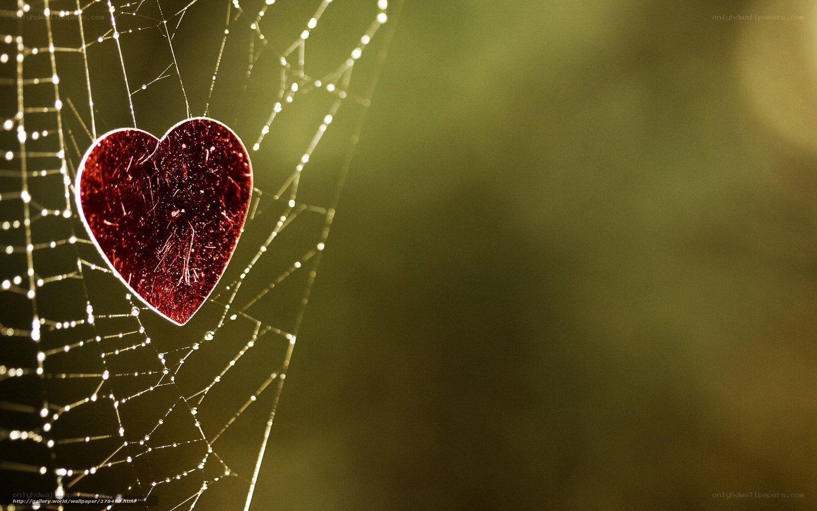 Heart on a dewy spiderweb
