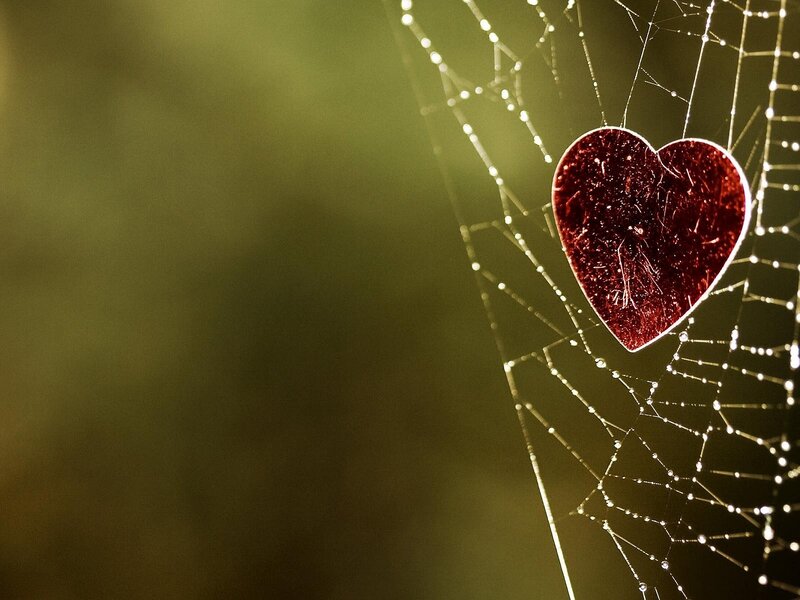 heart on a dewy spiderweb