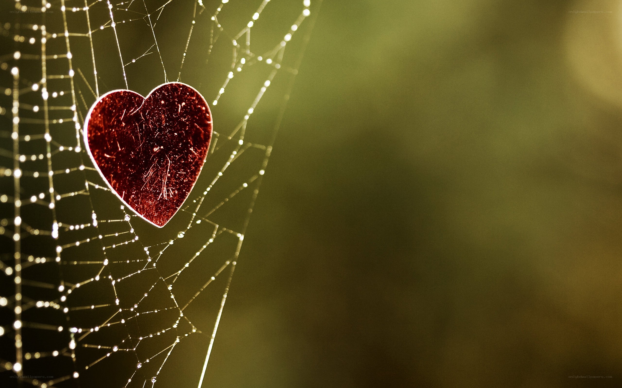 Heart on a dewy spiderweb