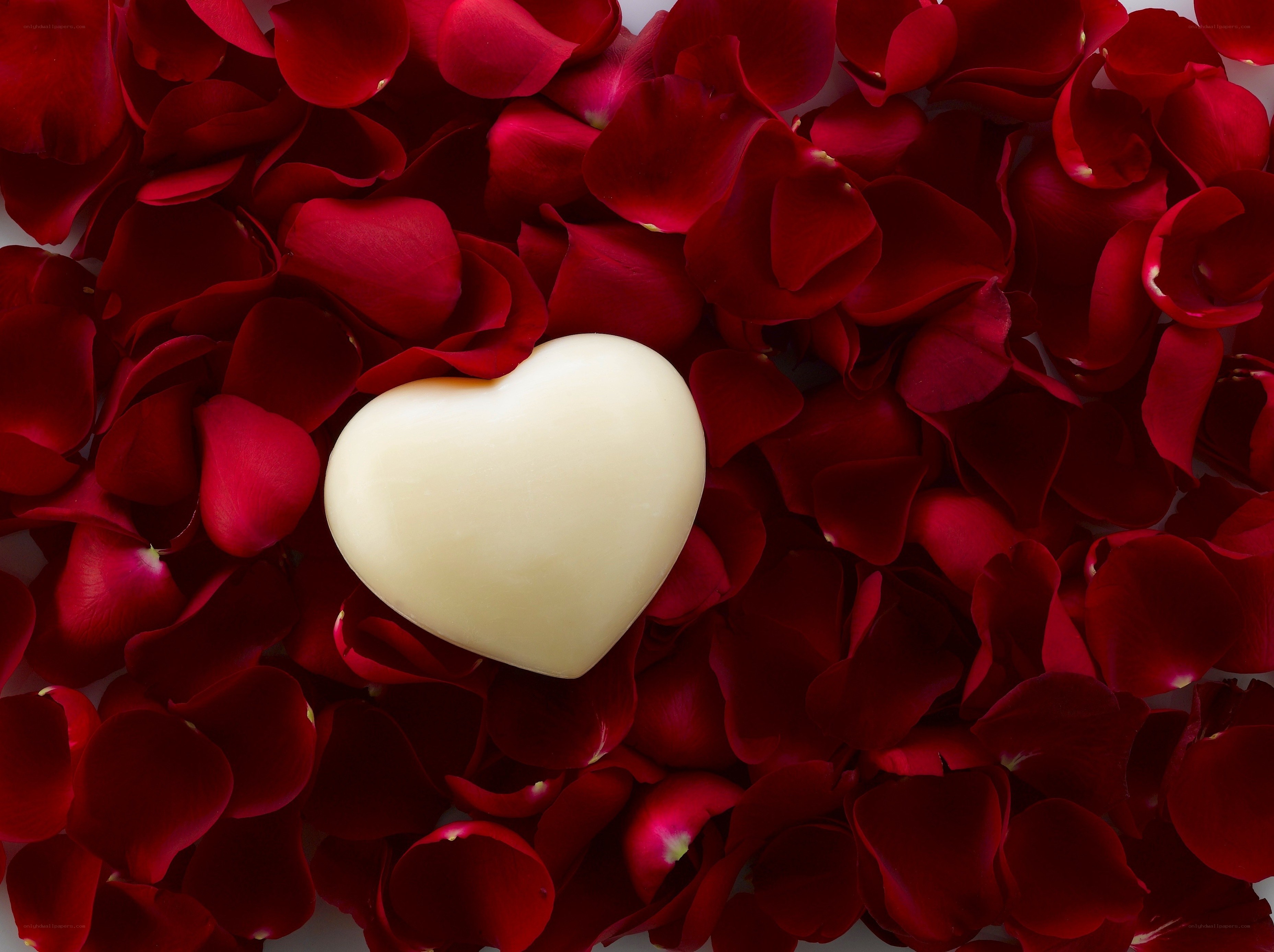 heart on rose petals
