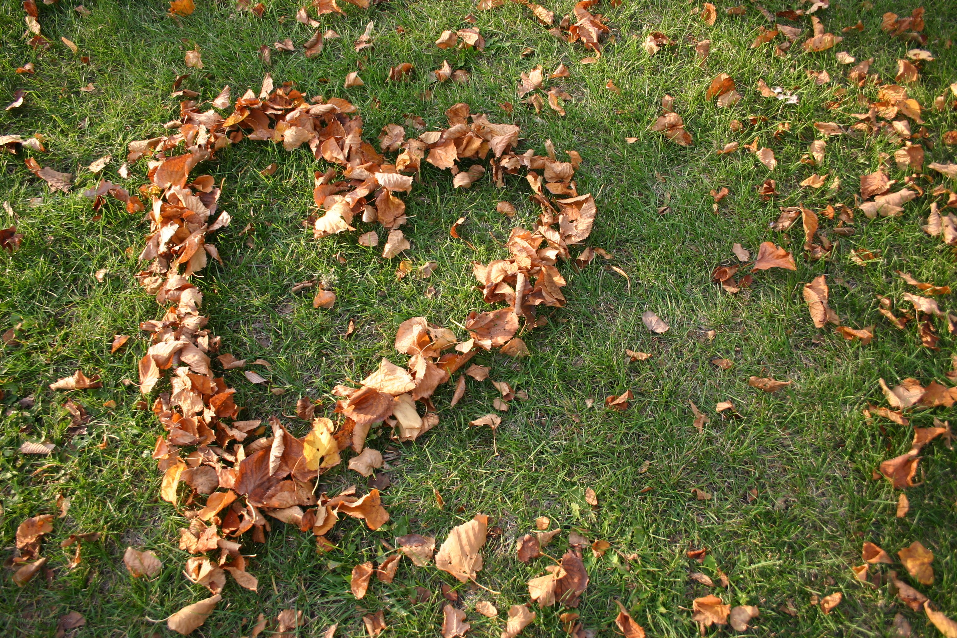heart shape from autumn leaves