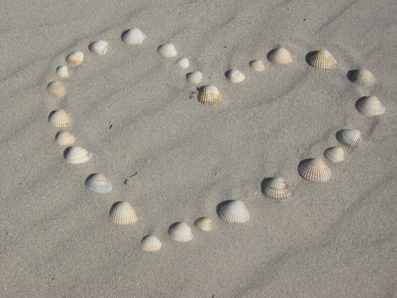 Heart Shape Made of Shells