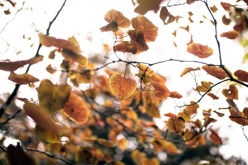 Heart-shaped Autumn Leaves — Orange, Serene