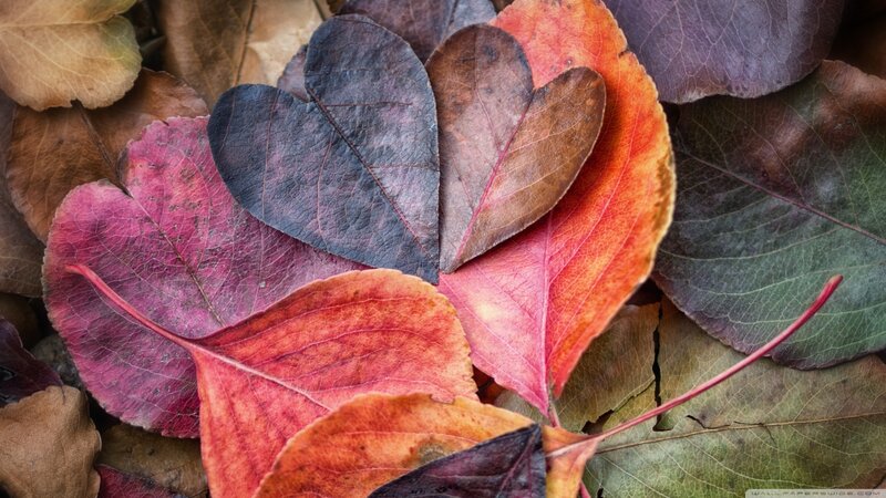 Heart-shaped Autumn Leaves — Red